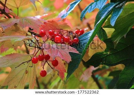 autumn leaves background (october) with fruit (only for birds)