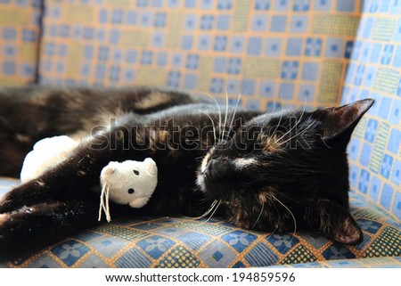 cat and her mouse toy
