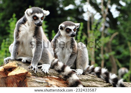 lemur monkeys