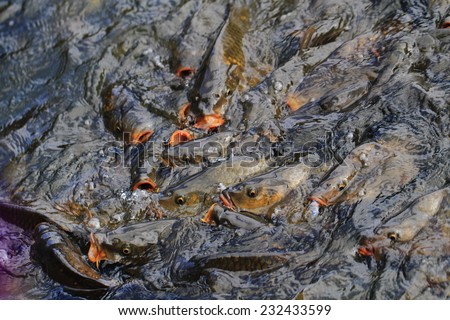 carp fishes in the water