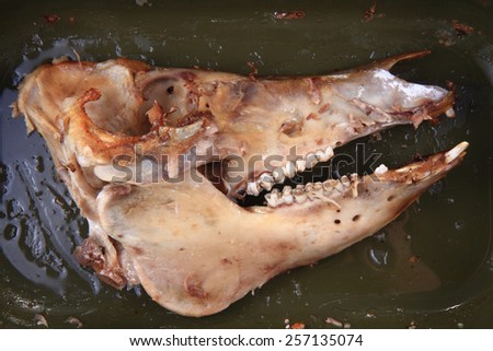 pig head skull bone