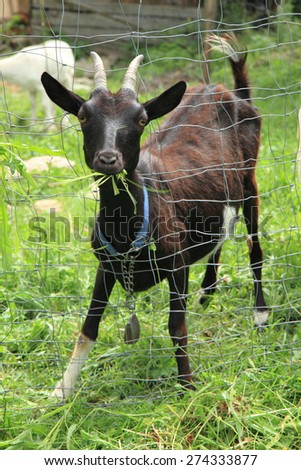 black goat eating grass in the green garden