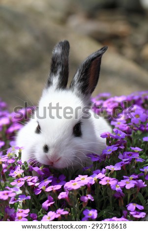 black and white rabbit in the violet flowers