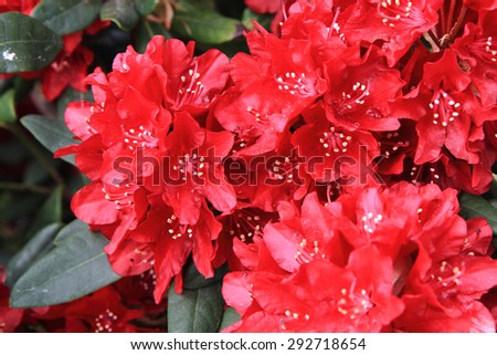 rhododendron flower as very nice flower background