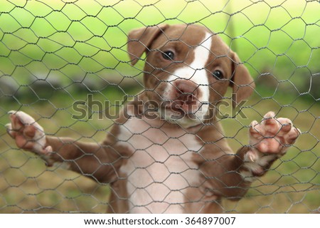 American Pit Bull Terrier as small and sweet dog