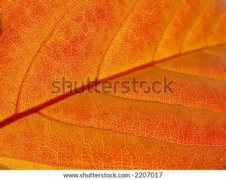 autumn leaf structure