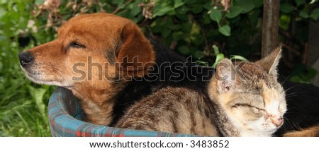 cat and dog are friends