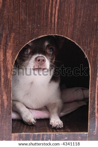 Small dog in dog-kennel