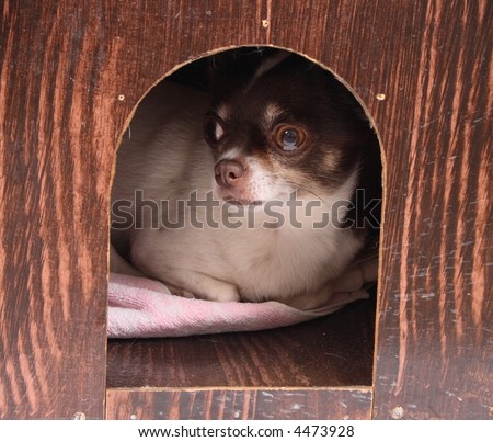 Small dog in dog-kennel