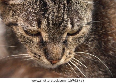 detail of cat