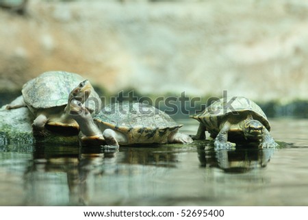 three turtles
