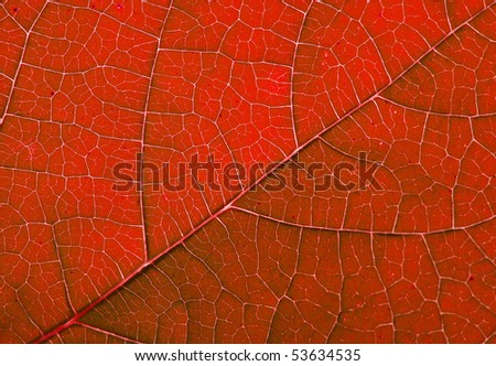 leaf structure as beautiful red background