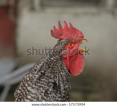 head of young rooster from home farm