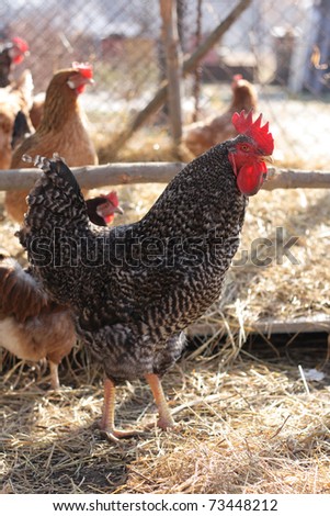 young rooster from the farm