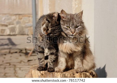 http://image.shutterstock.com/display_pic_with_logo/63621/63621,1306582046,1/stock-photo-happy-cats-78117742.jpg