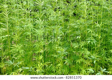 marijuana background from small legal czech farm