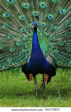 very nice peacock as animal background