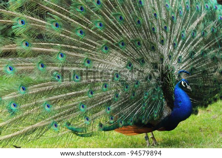 very nice peacock as animal background