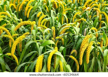 Millet Stalk