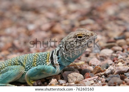 Collared lizard - Crotaphytus collaris