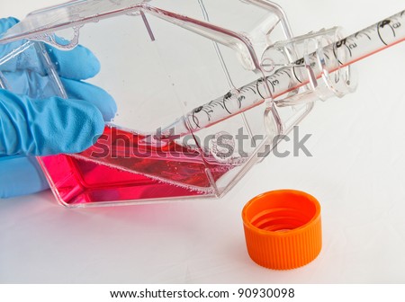 Cell culture flask with medium for scientific biomedical experiments