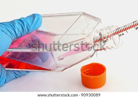Cell culture experiment in cancer research