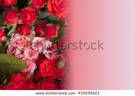 The rose concept postcard. Beautiful pink roses on red roses background. Pink gradient space in right space.