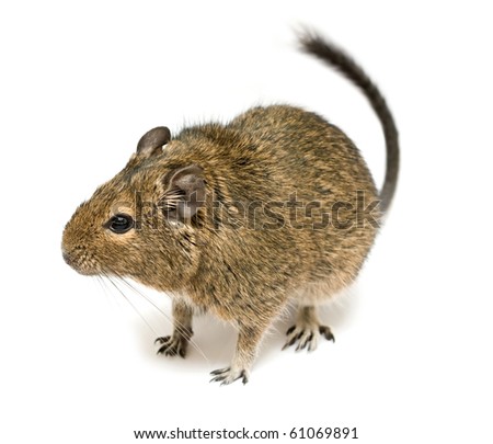 Rodent Degu