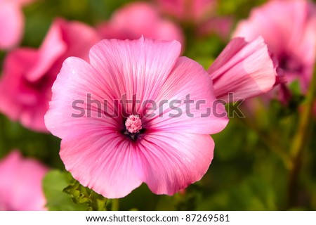 pink mallow flowers in the home garden