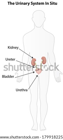 The Urinary System in Situ Labeled Diagram