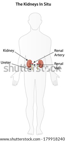 The Kidneys in Situ Labeled Diagram