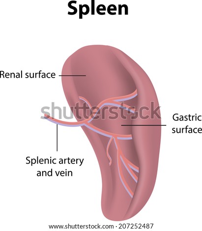 Spleen Labeled Diagram Stock Vector 207252487 : Shutterstock