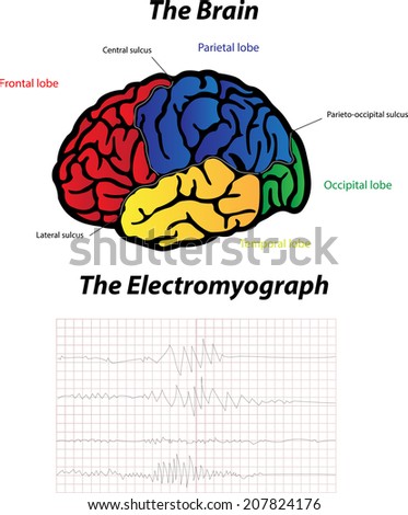 The Brain and The Electromyograph