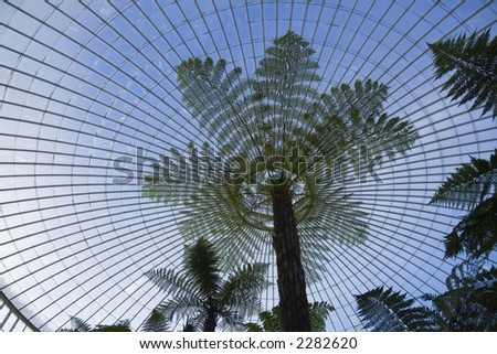 Tree fern beneath the glass and iron dome of Glasgow\'s famous Kibble Palace