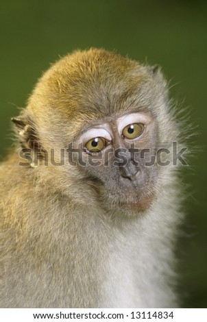 Monkey thinking portrait