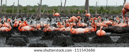 Colony of Great Flamingo. Birds on the nests. Rio Maximo, Camaguey, Cuba.