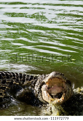 Cuban crocodile (Crocodylus rhombifer) with open Mouth in the water