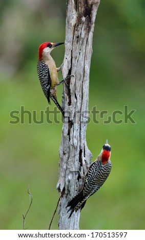 Couple of West Indian Woodpecker (Melanerpes superciliaris)  on the green natural background.  Cuba