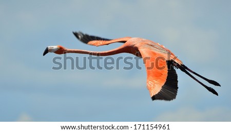 Flight of flamingo