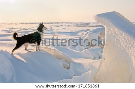 The dog - protects ice open spaces. Winter portrait of a dog on an ice floe. Winter. Russia