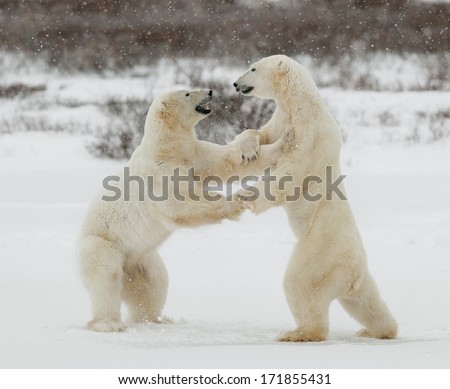 Two Polar Bears Play Fighting. Polar Bears Fighting On Snow Have Got Up On Hinder Legs.