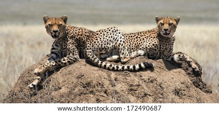 The cheetah (Acinonyx jubatus).  Cat family (Felidae) that is unique in its speed, while lacking strong climbing abilities. The species is the only living member of the genus Acinonyx.