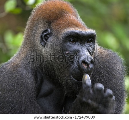 Portrait of Silverback - adult male of a gorilla. Western Lowland Gorilla. Congo.