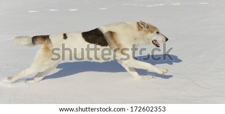 Husky running on snow.
