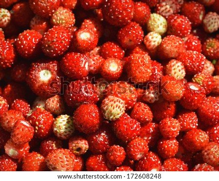 A lot of red, juicy wild strawberries. Closeup of heap of ripe wild strawberries