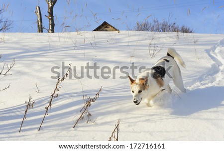 Dog quickly runs on snow. Shadow on the snow