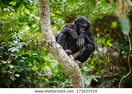 Bonobo on a tree branch. Democratic Republic of Congo. Africa