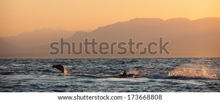 Great White Shark (Carcharodon carcharias) attacks a seal with splashes. Early Morning, sunrise