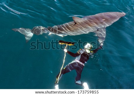 Man and Great White Shark. The swimmer with a mop near a Great white shark.