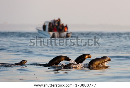 Seals swim and jumping out of water . Cape fur seal (Arctocephalus pusilus). Kalk Bay, False Bay, South Africa